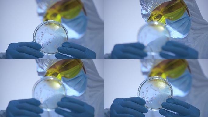 微生物学家透过光线观察带细菌的皮氏培养皿