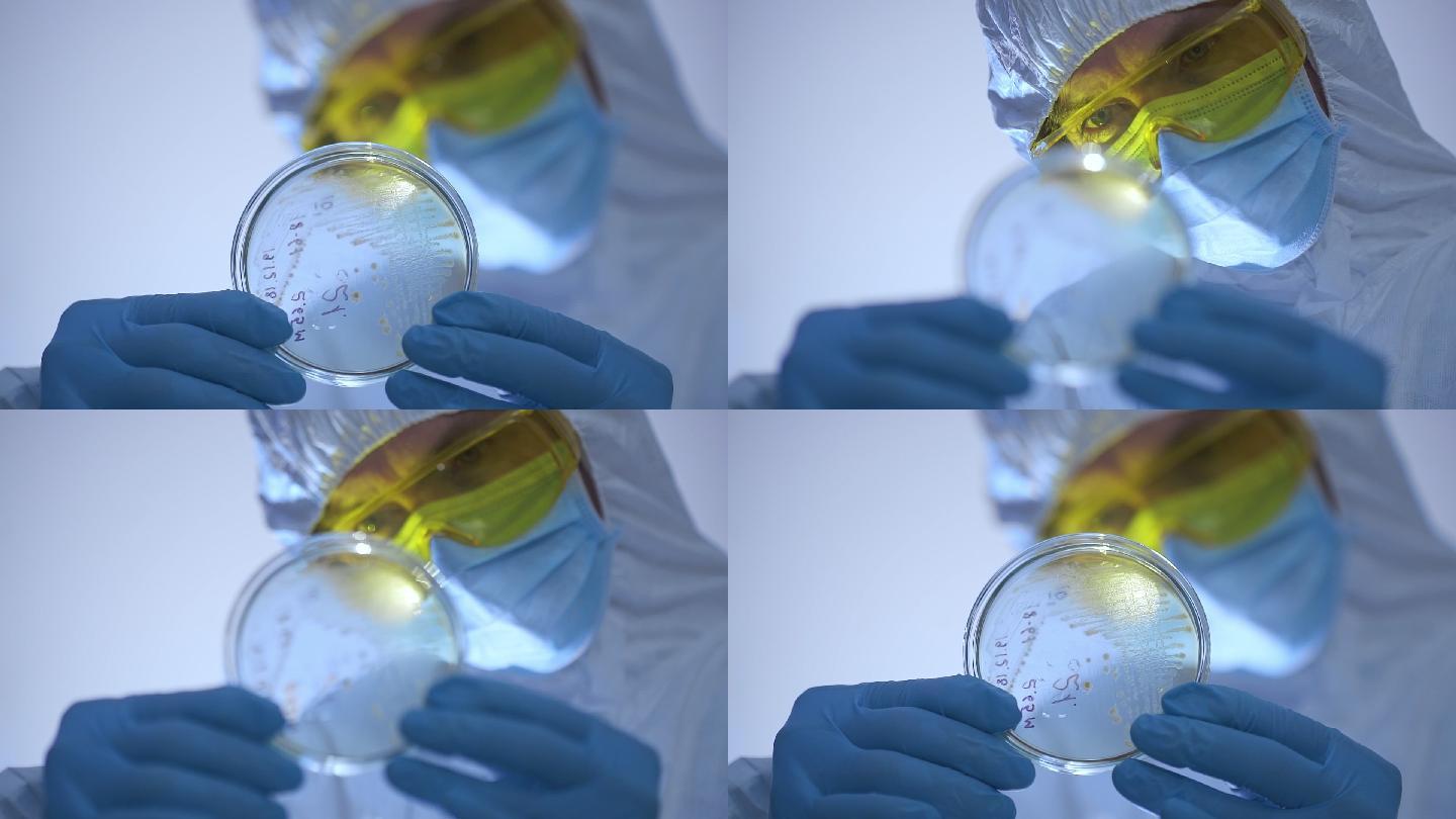 微生物学家透过光线观察带细菌的皮氏培养皿