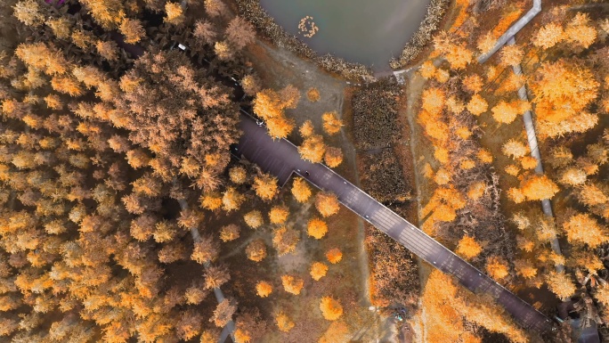 落叶衫 秋季 花海 航拍 风景 秋天水杉