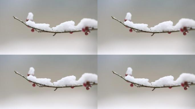 江南雪压梅花白里透红原素材