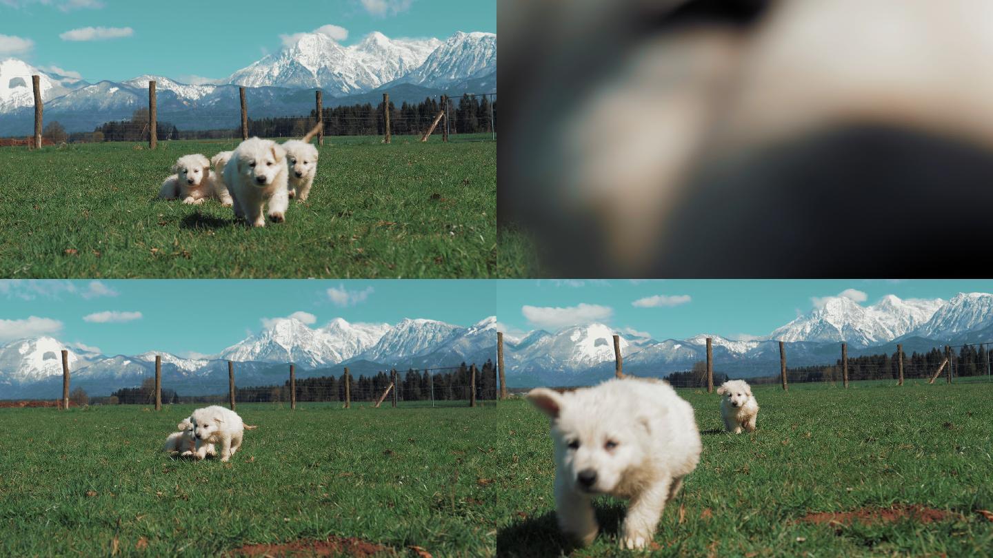 白色牧羊犬品种的小狗坐在绿色的草地上