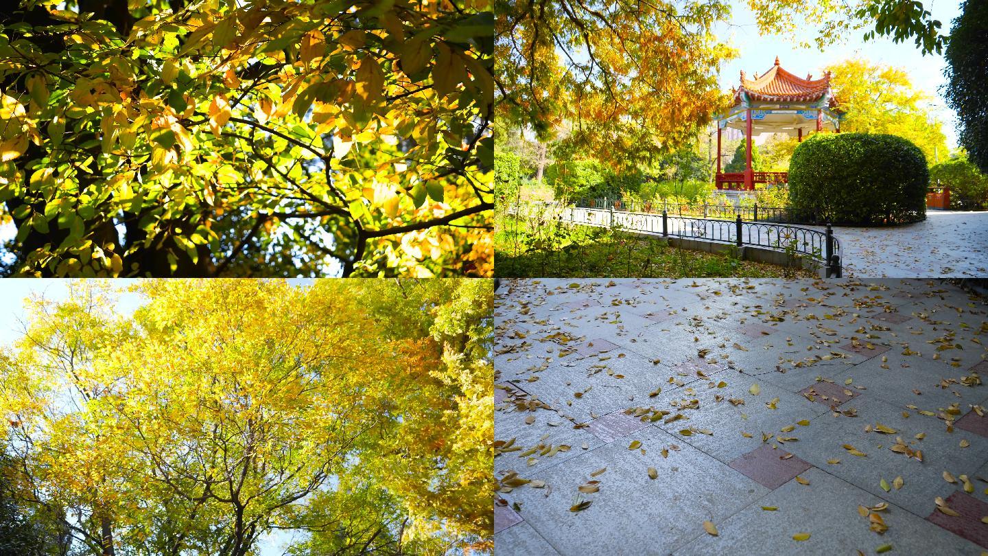 秋天景色落叶
