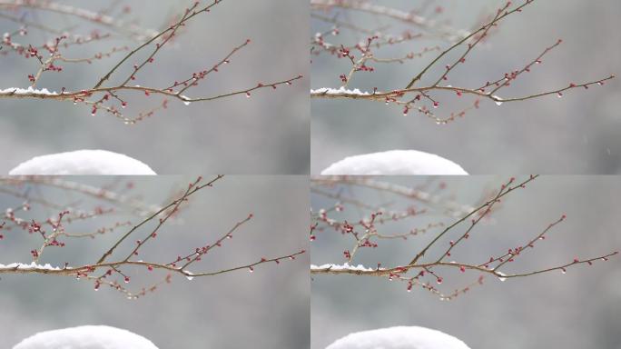 江南冬天雪后梅花原素材