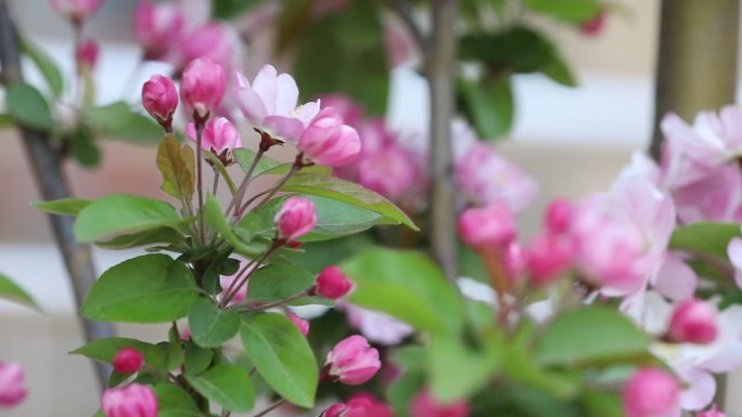 春暖花开景物空境唯美小清新