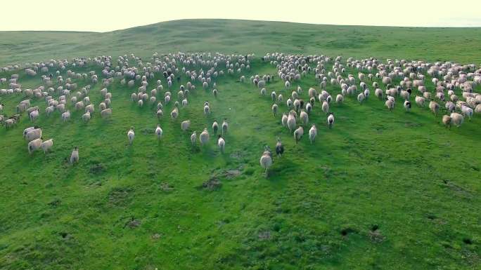 草原奔跑的羊群