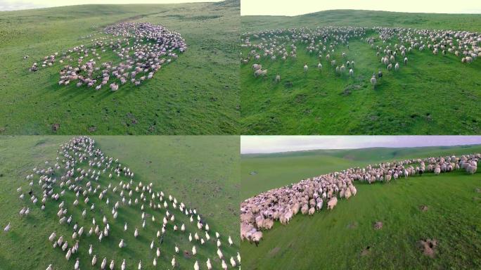草原奔跑的羊群