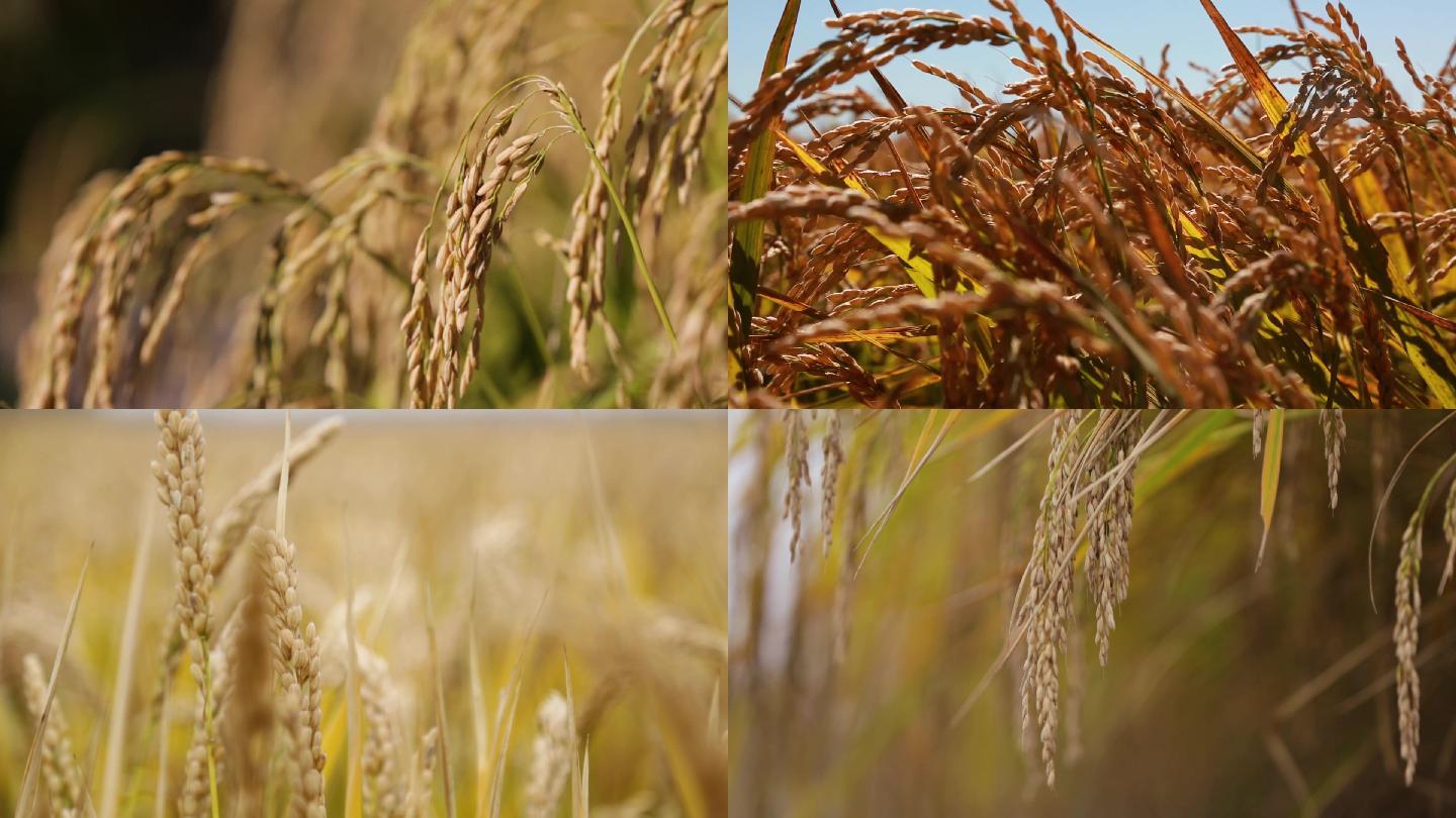 水稻，稻田，丰收季节，东北大米