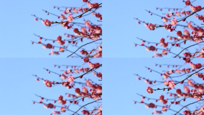 红梅盛开枝头特写素材