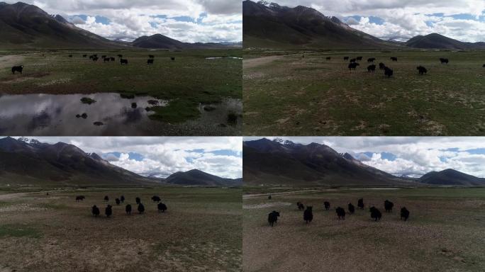 西藏  蓝天 白云 沼泽地  草地 牛群