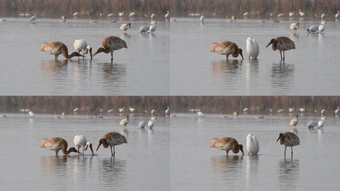 越冬候鸟的天堂：全球白鹤“恋”上鄱阳湖4