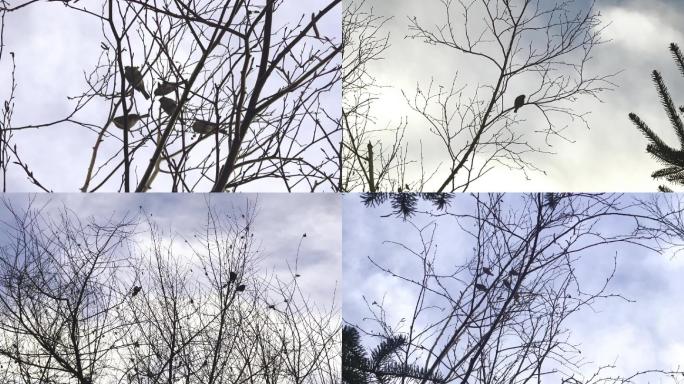 冬季树梢的麻雀