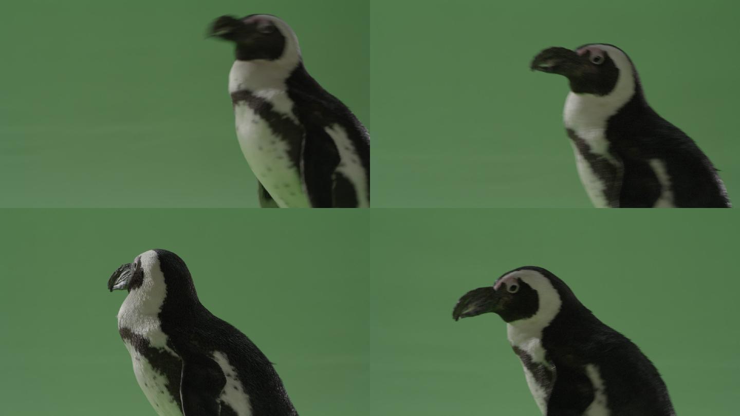 绿色屏幕特写镜头企鹅摇摇晃晃地四处张望.