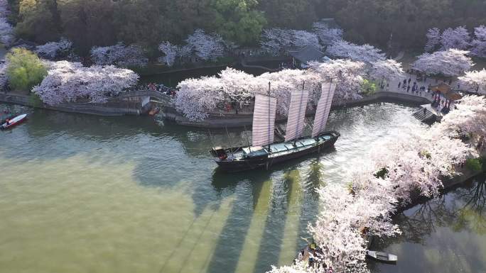 无锡太湖鼋头渚长春桥帆船樱花