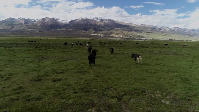 西藏  蓝天 白云 群山  风光 牛群
