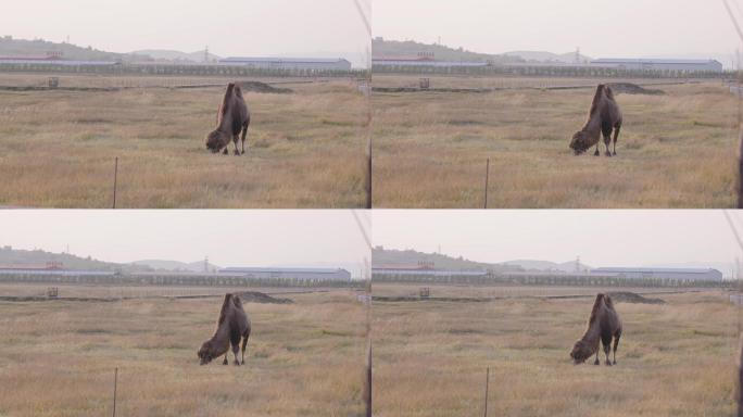 内蒙古 草原 牧场 骆驼 动物