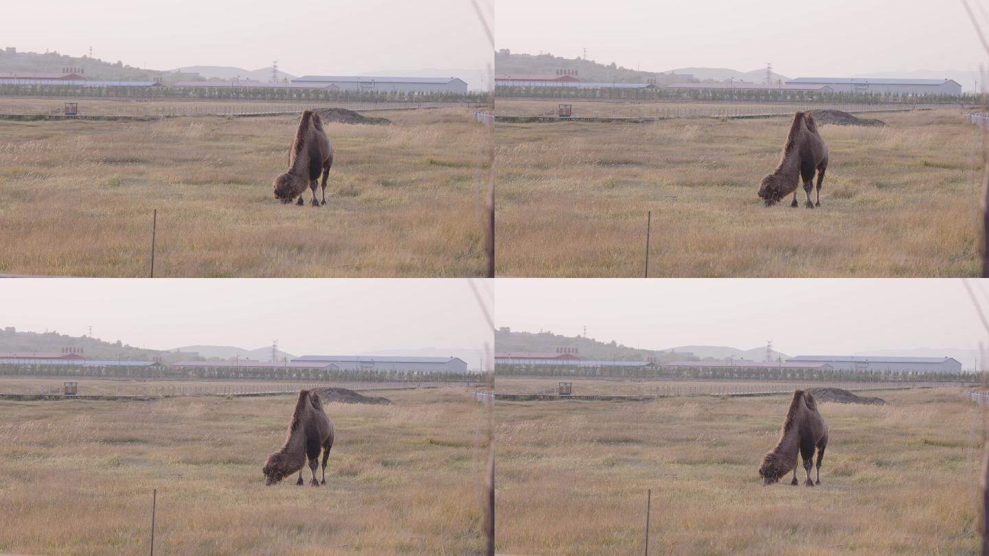 内蒙古 草原 牧场 骆驼 动物