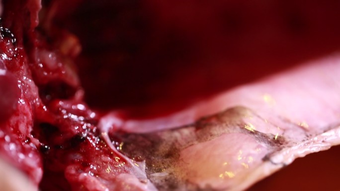 打开草鱼腹腔刮去黏膜血渍  (9)