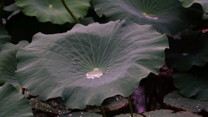 雨中风景升格