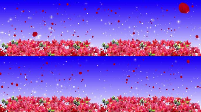 4K红杜鹃鲜花背景循环