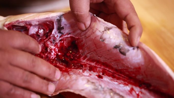 打开草鱼腹腔刮去黏膜血渍  (2)