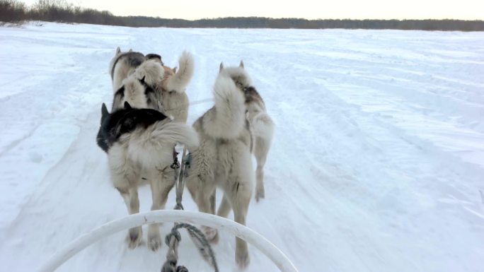 雪橇犬队在雪地上奔跑