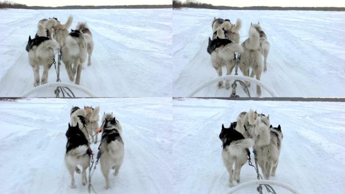 雪橇犬队在雪地上奔跑