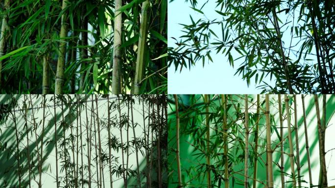 竹影竹子剪影自然幽静意境时光视频素材