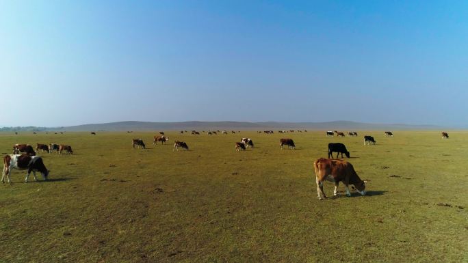 大草原 牧场 羊群 牛群 航拍