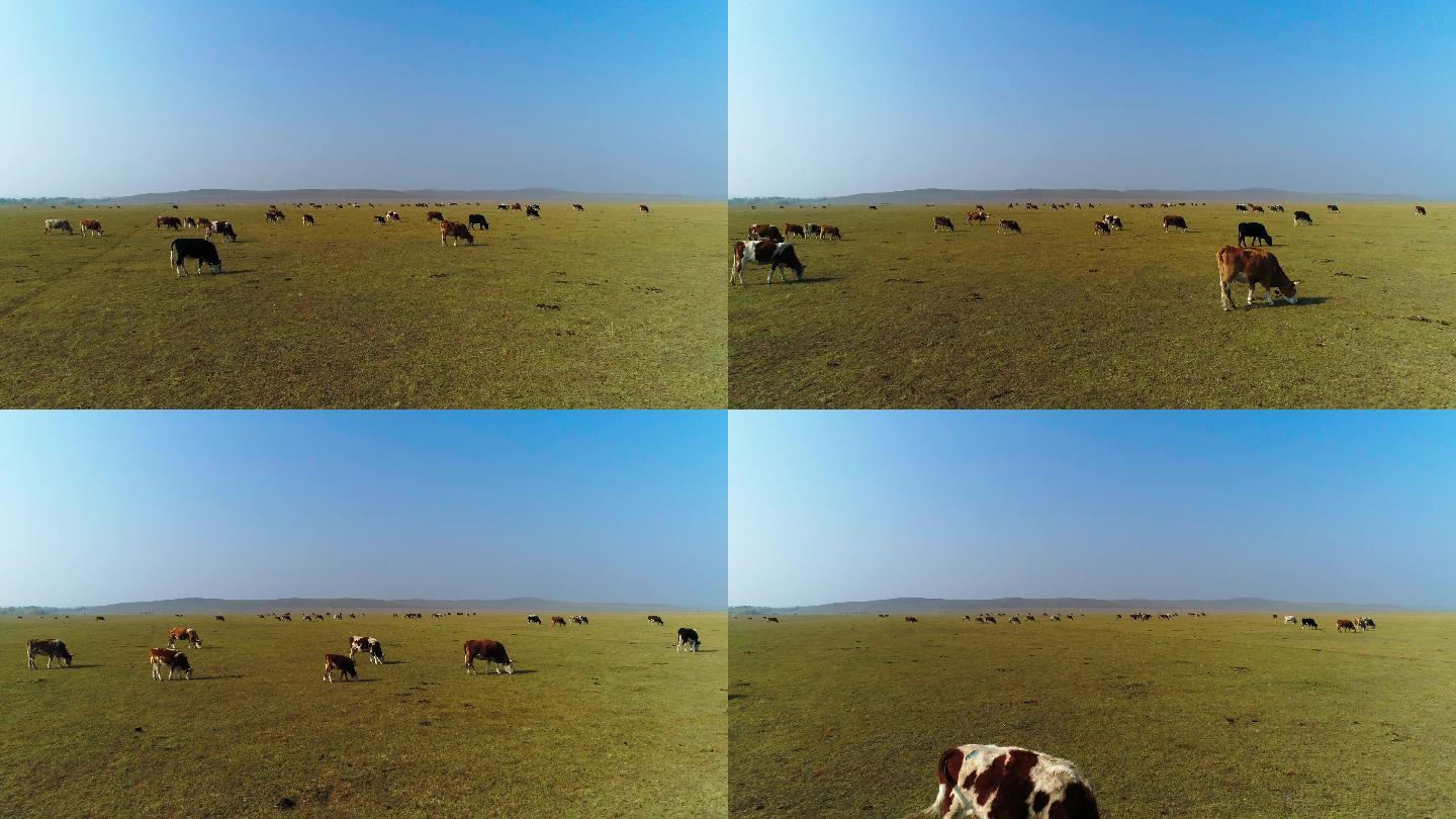 大草原 牧场 羊群 牛群 航拍