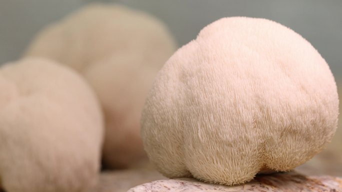 猴头菇黄蘑菇菌子光影植物