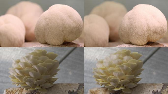 猴头菇黄蘑菇菌子光影植物