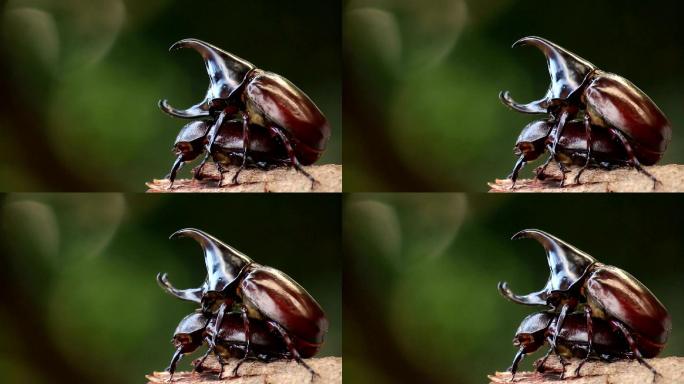 犀牛甲虫在自然界交配