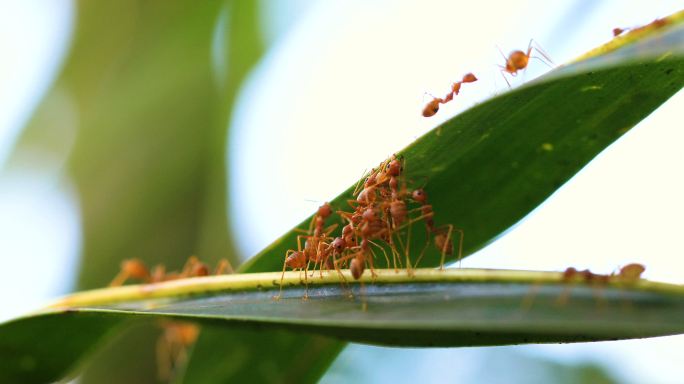 蚂蚁桥联合队4K蚂蚁红蚂蚁