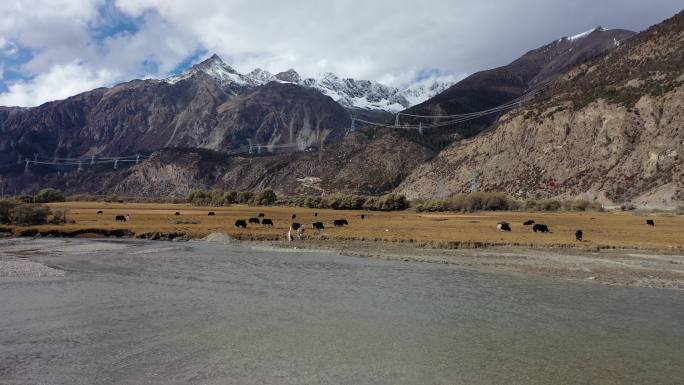 雪山下的然乌湖牦牛