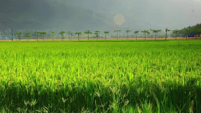 海南三亚国家水稻公园