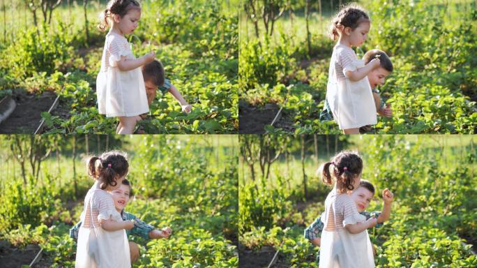 小男孩和小女孩在有机生物农场采摘和吃草莓