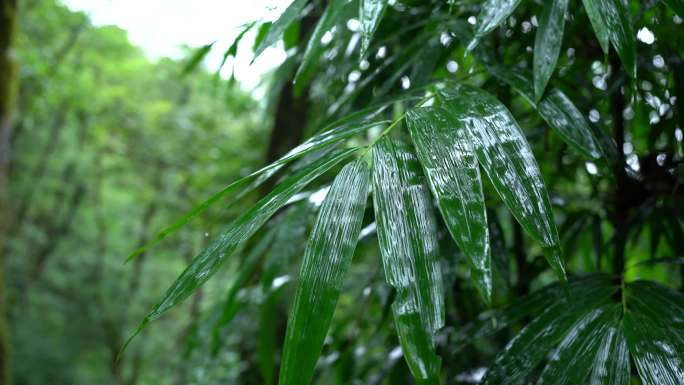 竹林雨景