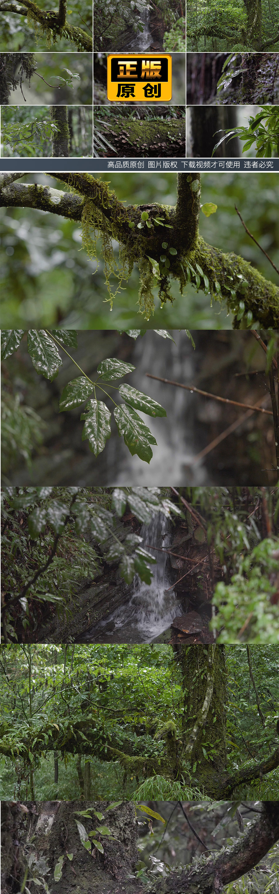 大自然森林下雨雨滴原始树木小瀑布素材