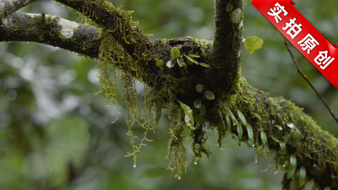 大自然森林下雨雨滴原始树木小瀑布素材
