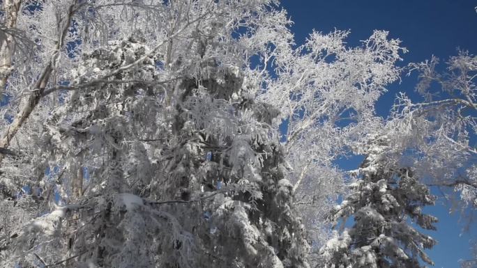 雪景树挂宣传片素材  雾凇  北方冬季