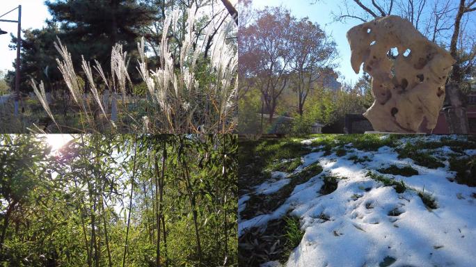初冬的公园竹子柳树菊花银杏叶绿草地上的雪