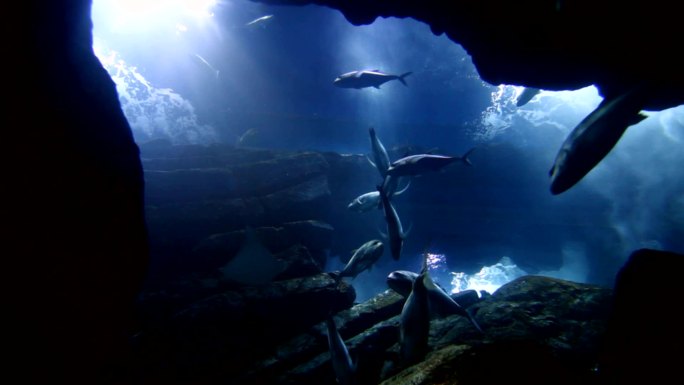美丽的水下鱼景舞蹈舞台动态动画视频素材