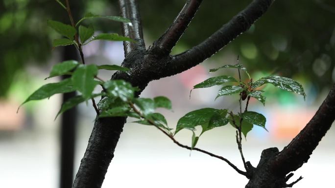 原创下雨天的树叶