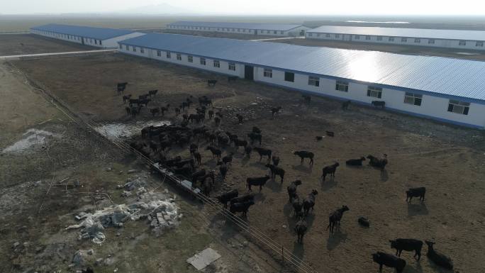 内蒙古大草原 农场 航拍 牧场 畜牧业