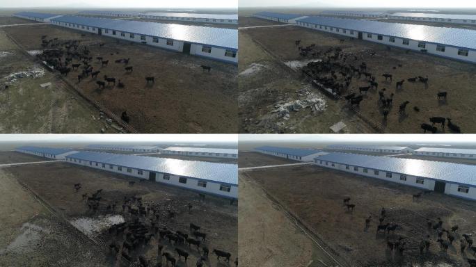内蒙古大草原 农场 航拍 牧场 畜牧业