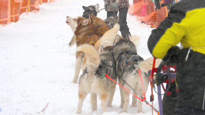 哈士奇雪橇犬参加雪橇比赛