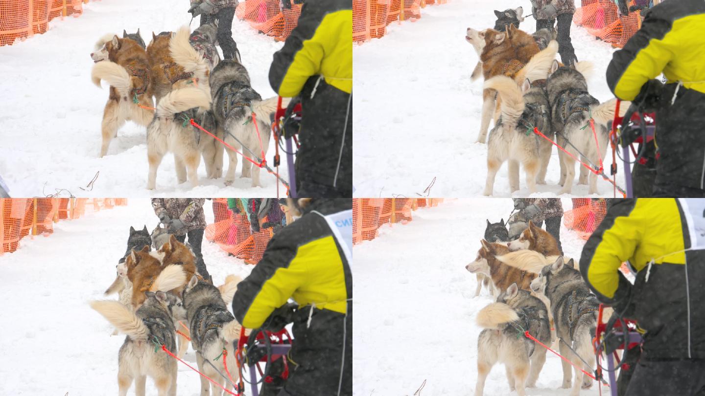 哈士奇雪橇犬参加雪橇比赛