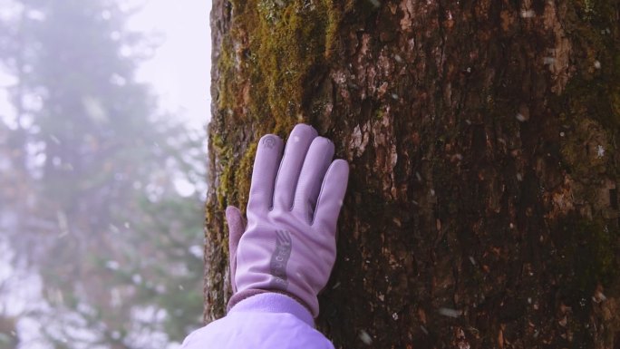 雪中手抚松树