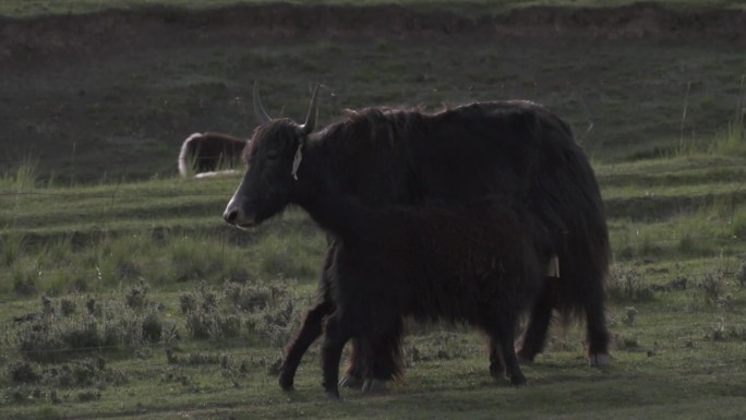 牦牛在草原上吃草