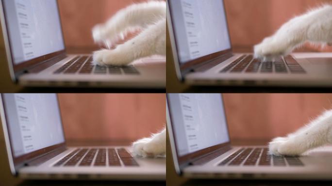 带粉色垫子的猫爪在笔记本电脑上上网